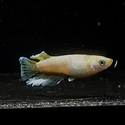 【現物】【NEW】蛇墨武リモーネキッシング亜種　オス5匹　掛合わせ用親魚　3478