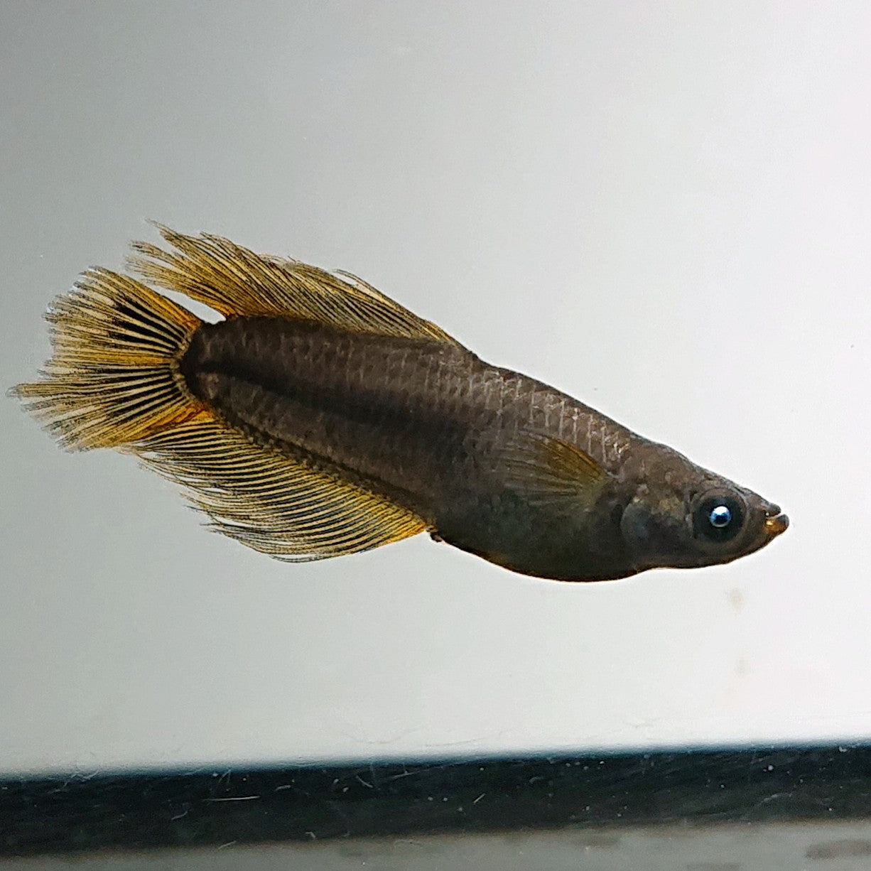 【現物】オーブ×夢神 F7　松井ヒレ長　2ペア　3477