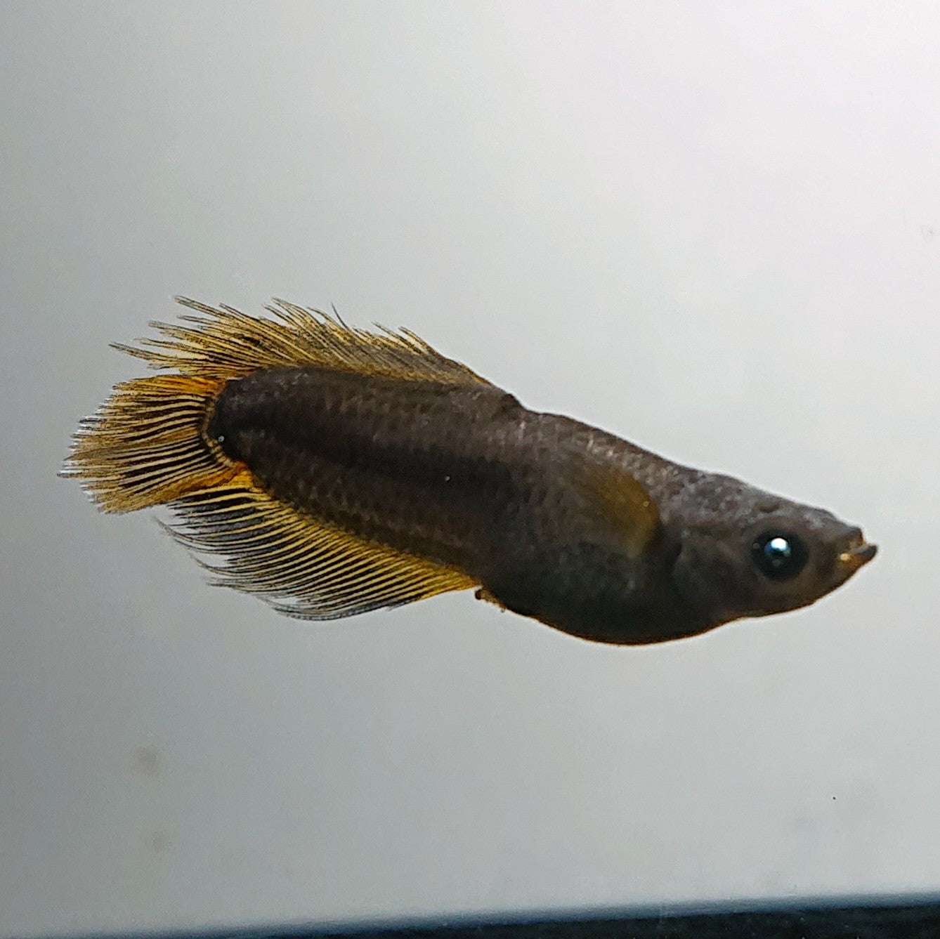 【現物】オーブ×夢神 F7　松井ヒレ長　2ペア　3477