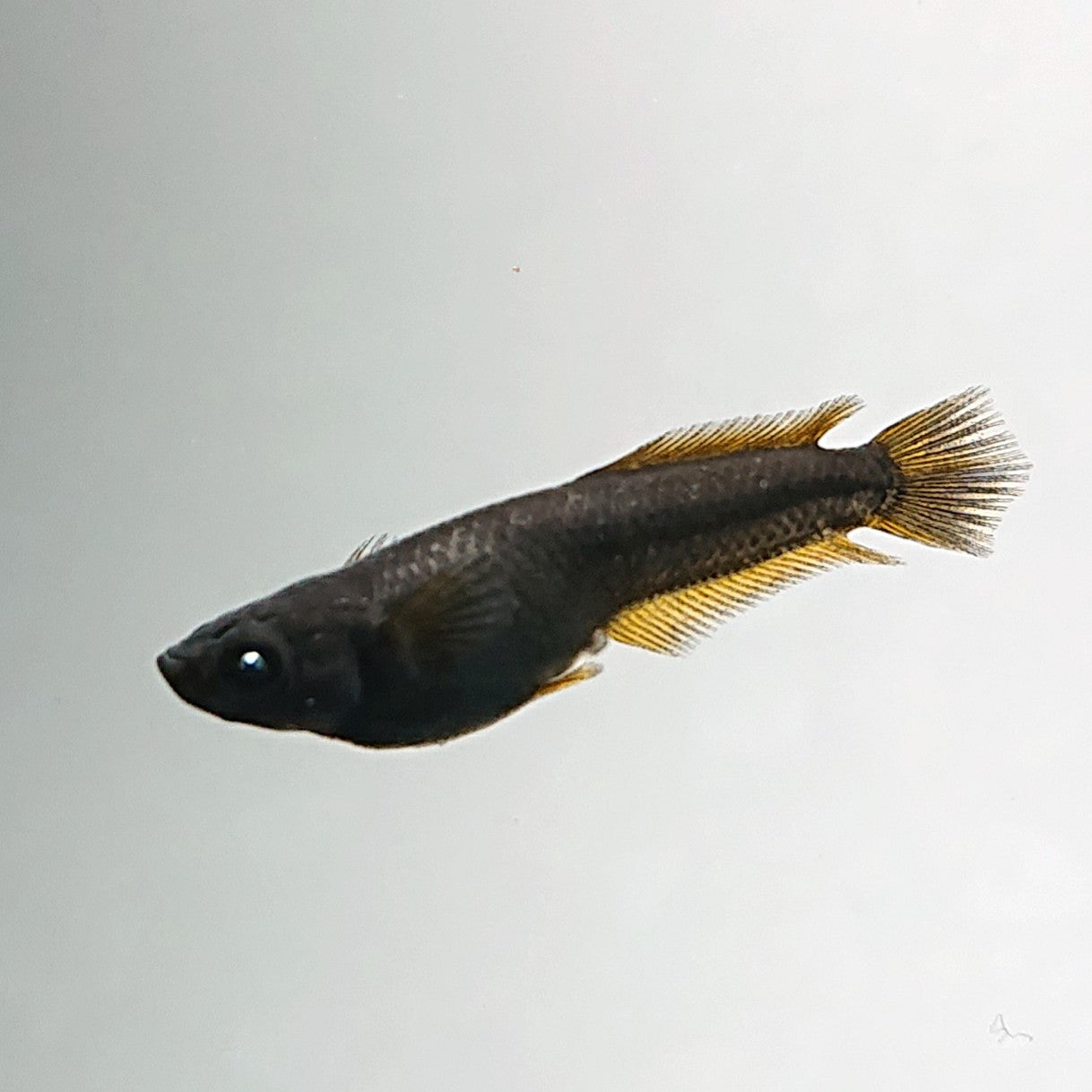 【現物】オーブ×夢神 F7　松井ヒレ長　2ペア　3477