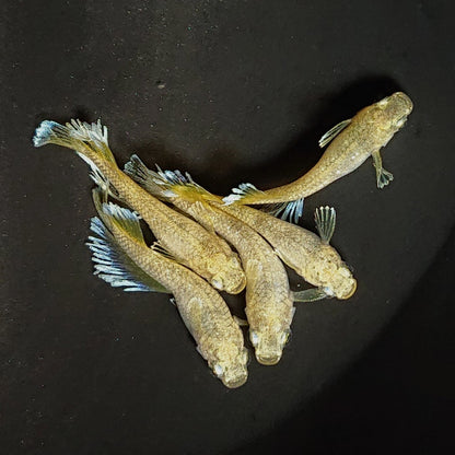 【現物】【NEW】蛇墨武リモーネキッシング亜種　オス5匹　掛合わせ用親魚　3478