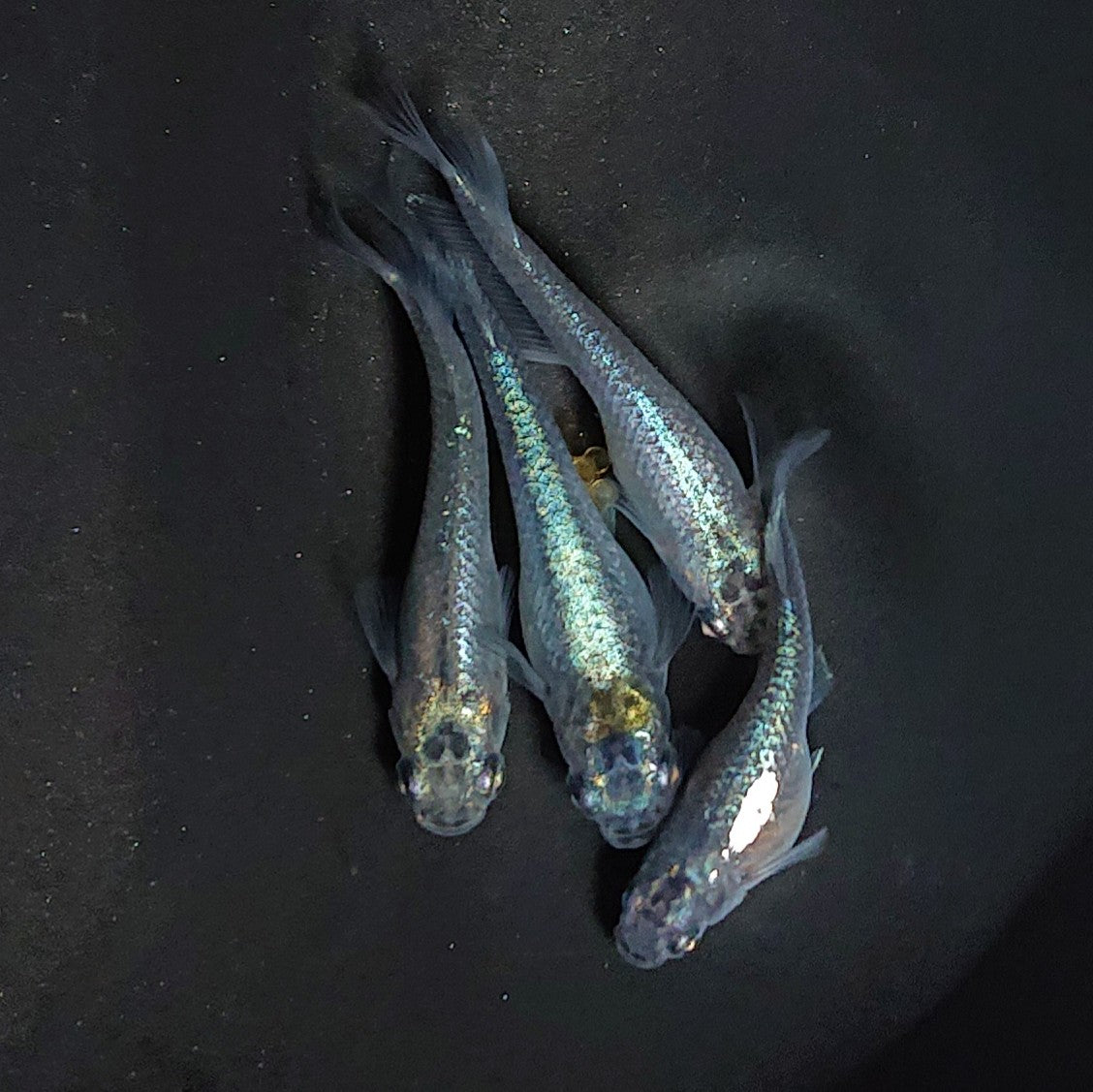 【現物】ブラックオーブ　2ペア　両眼アースアイ・グロウボディ・松井ヒレ長　3479