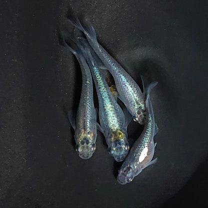 【現物】ブラックオーブ　2ペア　両眼アースアイ・グロウボディ・松井ヒレ長　3479