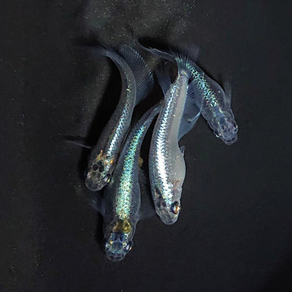 【現物】ブラックオーブ　2ペア　両眼アースアイ・グロウボディ・松井ヒレ長　3479