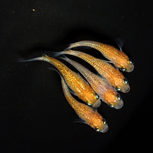 【現物】王華　5匹　オス2メス3　3480