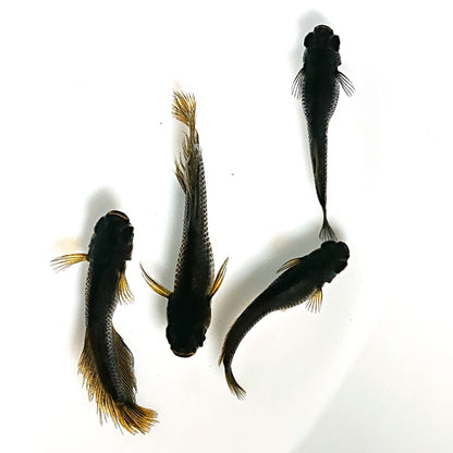 【現物】オーブ×夢神 F7　松井ヒレ長　2ペア　3477