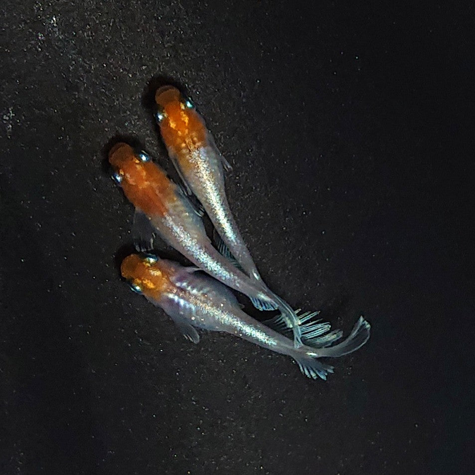 【現物】レッドクリフ紅白 丹頂　3匹　オス1メス2　3484