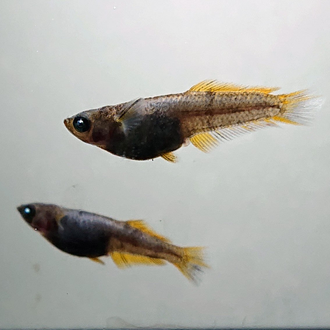 【現物】オーブ×夢神 F7 変わり柄 両眼アースアイ　3匹　オス1メス2　3494