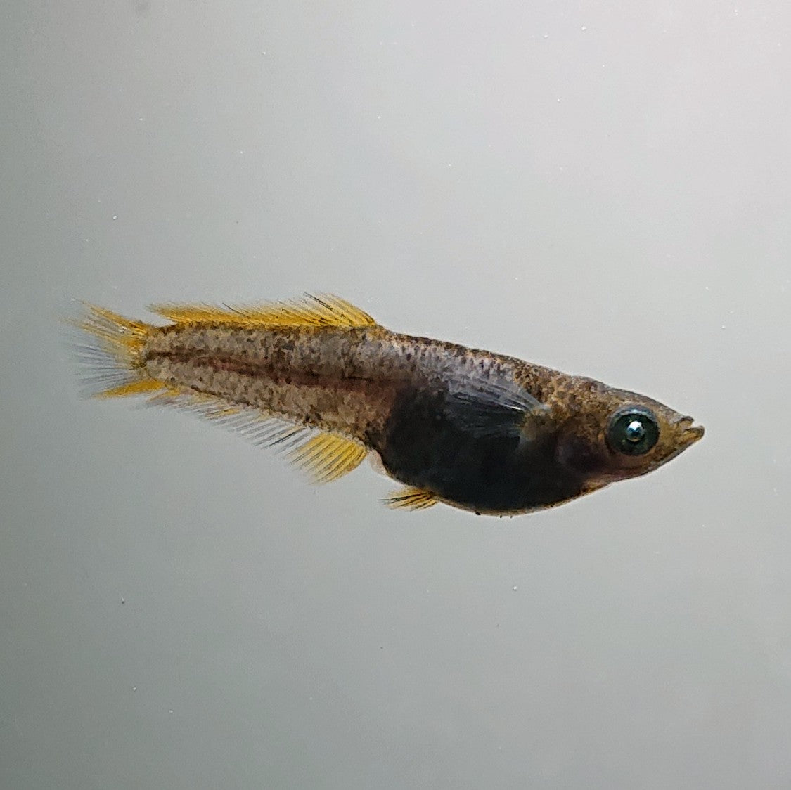 【現物】オーブ×夢神 F7 変わり柄 両眼アースアイ　3匹　オス1メス2　3494