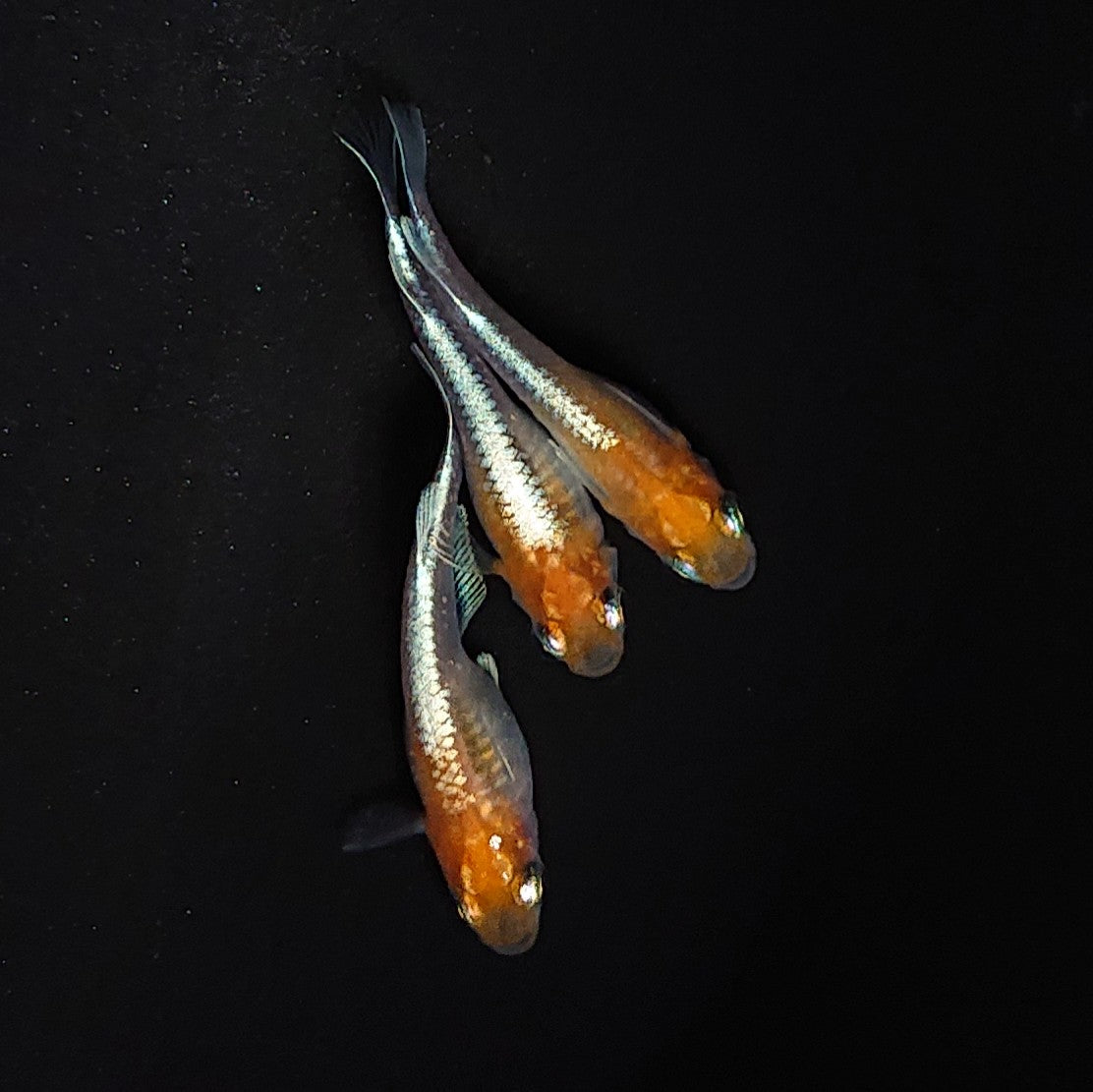 【現物】【上物】豆紅エボリューション　3匹　オス1メス2　3491