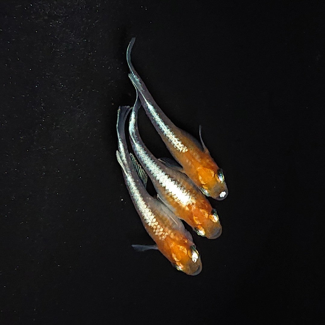 【現物】【上物】豆紅エボリューション　3匹　オス1メス2　3491