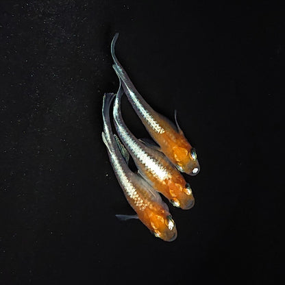 【現物】【上物】豆紅エボリューション　3匹　オス1メス2　3491