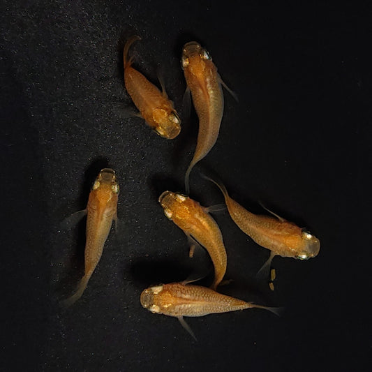 【現物】紅帝だるま　3ペア　3493
