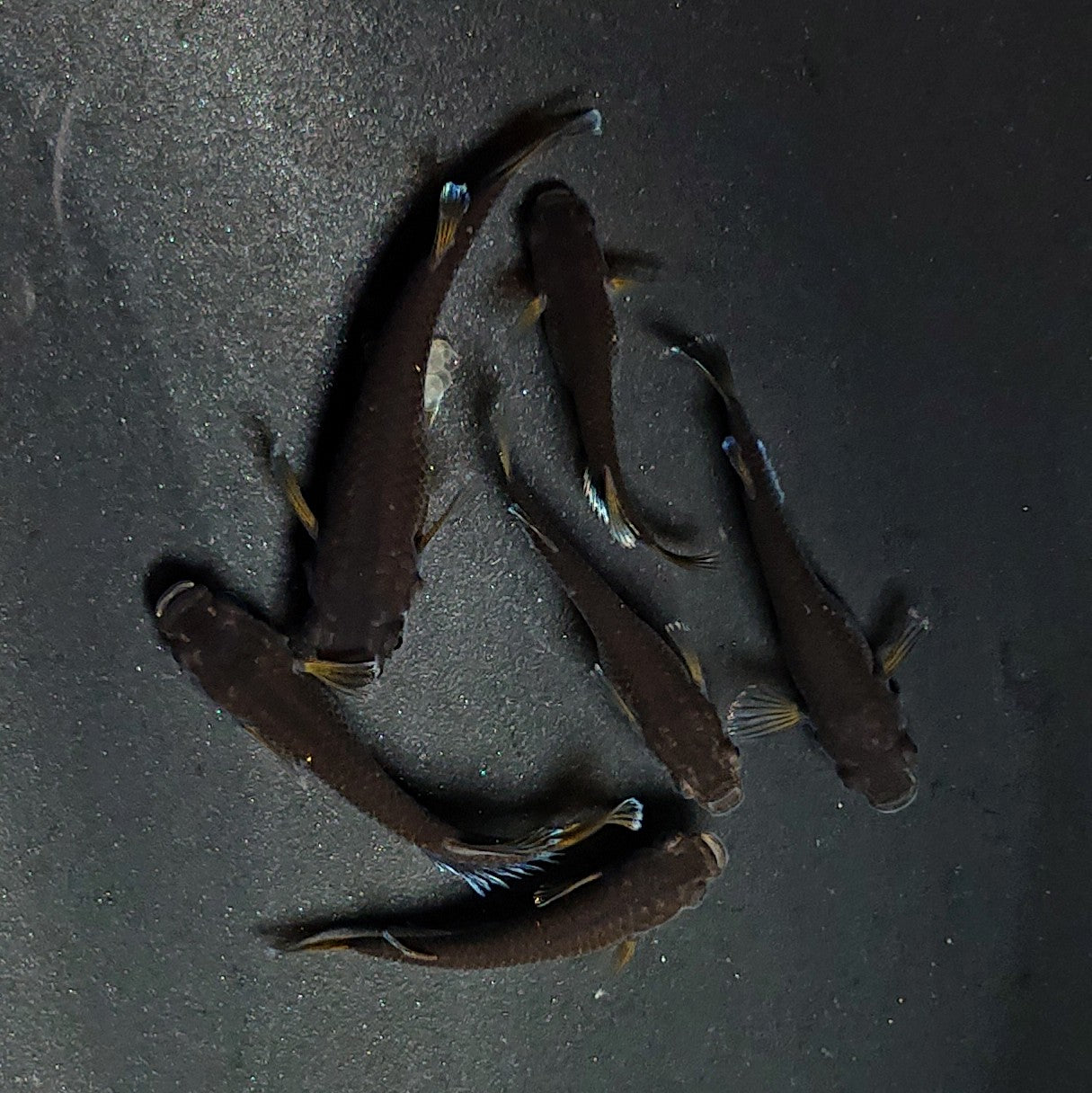 【現物】オランジェ　6匹　オス2メス4　3515