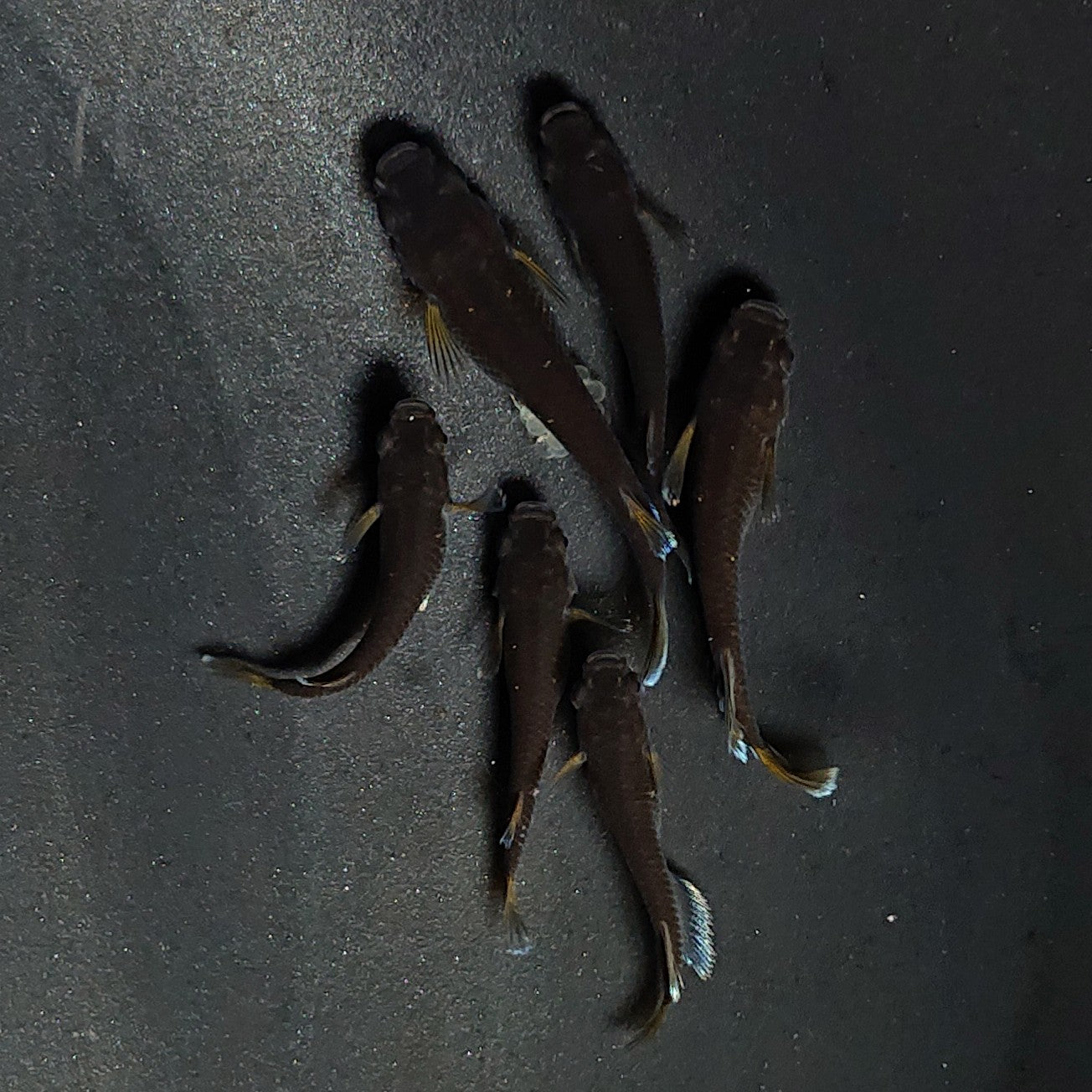 【現物】オランジェ　6匹　オス2メス4　3515