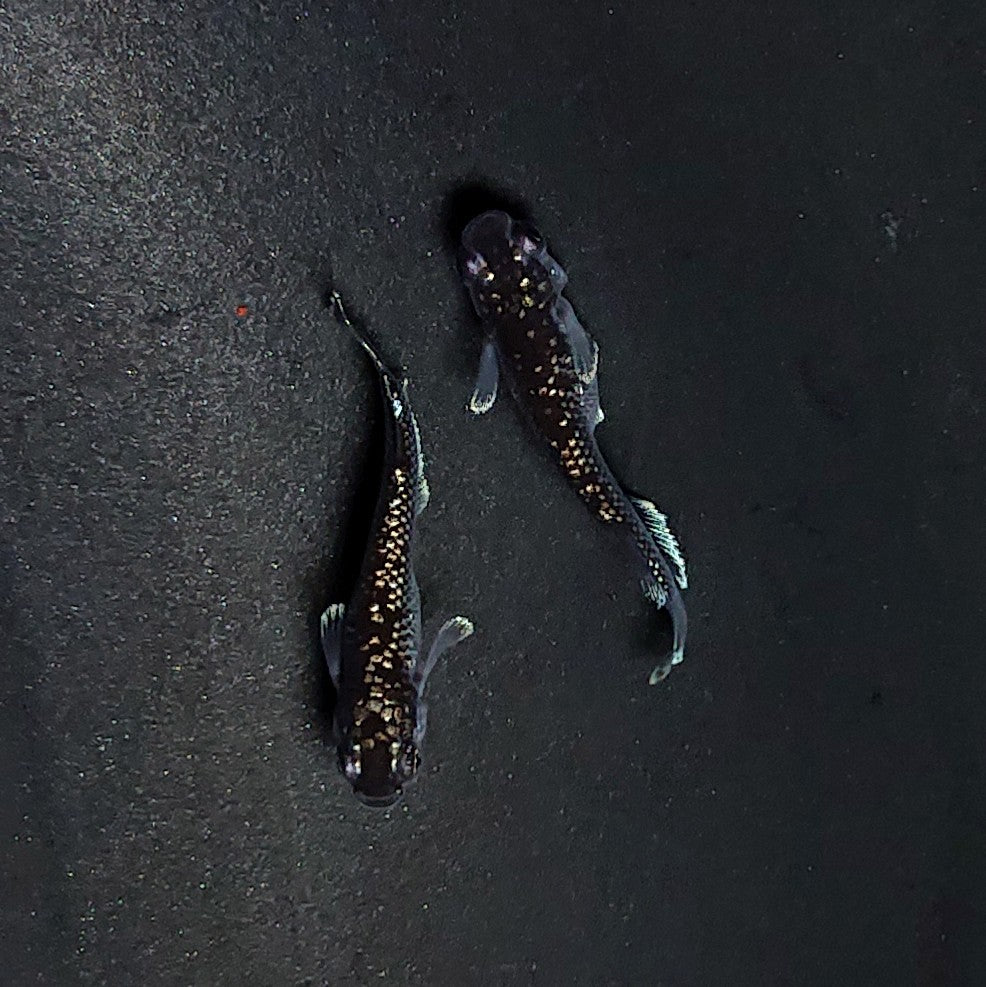 【現物】ミッドナイトフリル ラメtype　ペア　3510