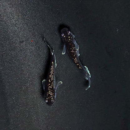 【現物】ミッドナイトフリル ラメtype　ペア　3510