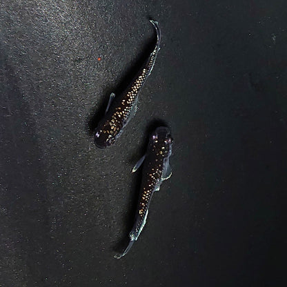 【現物】ミッドナイトフリル ラメtype　ペア　3510