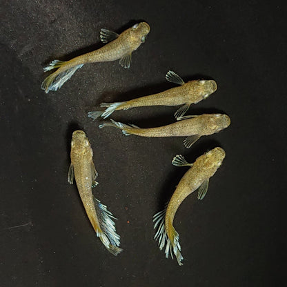 【現物】蛇墨武リモーネキッシング亜種　オス5匹　掛合わせ用親魚　3513