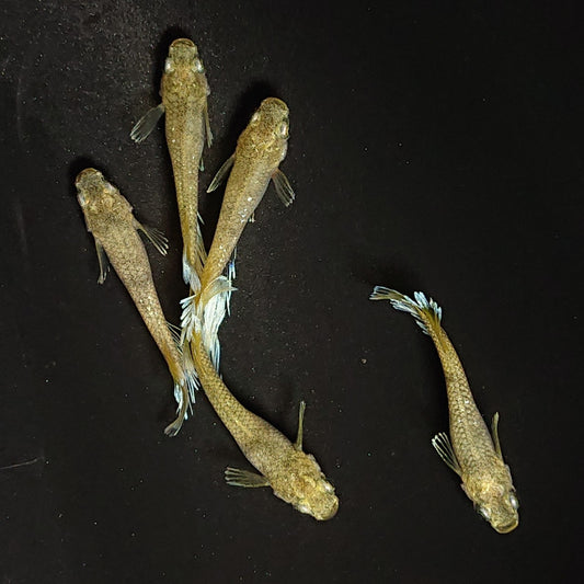 【現物】蛇墨武リモーネキッシング亜種　オス5匹　掛合わせ用親魚　3513
