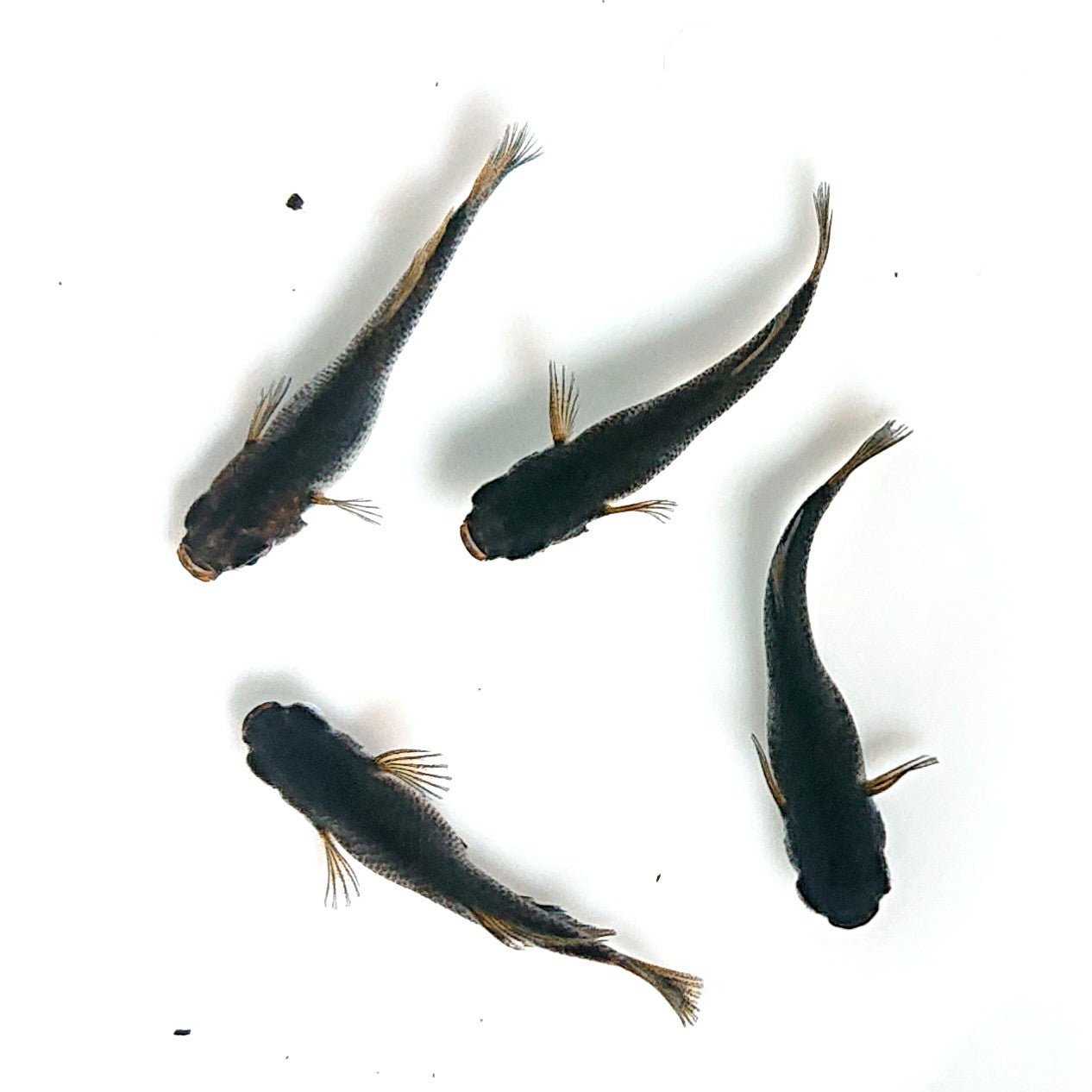 【現物】夢神　2ペア 　3523