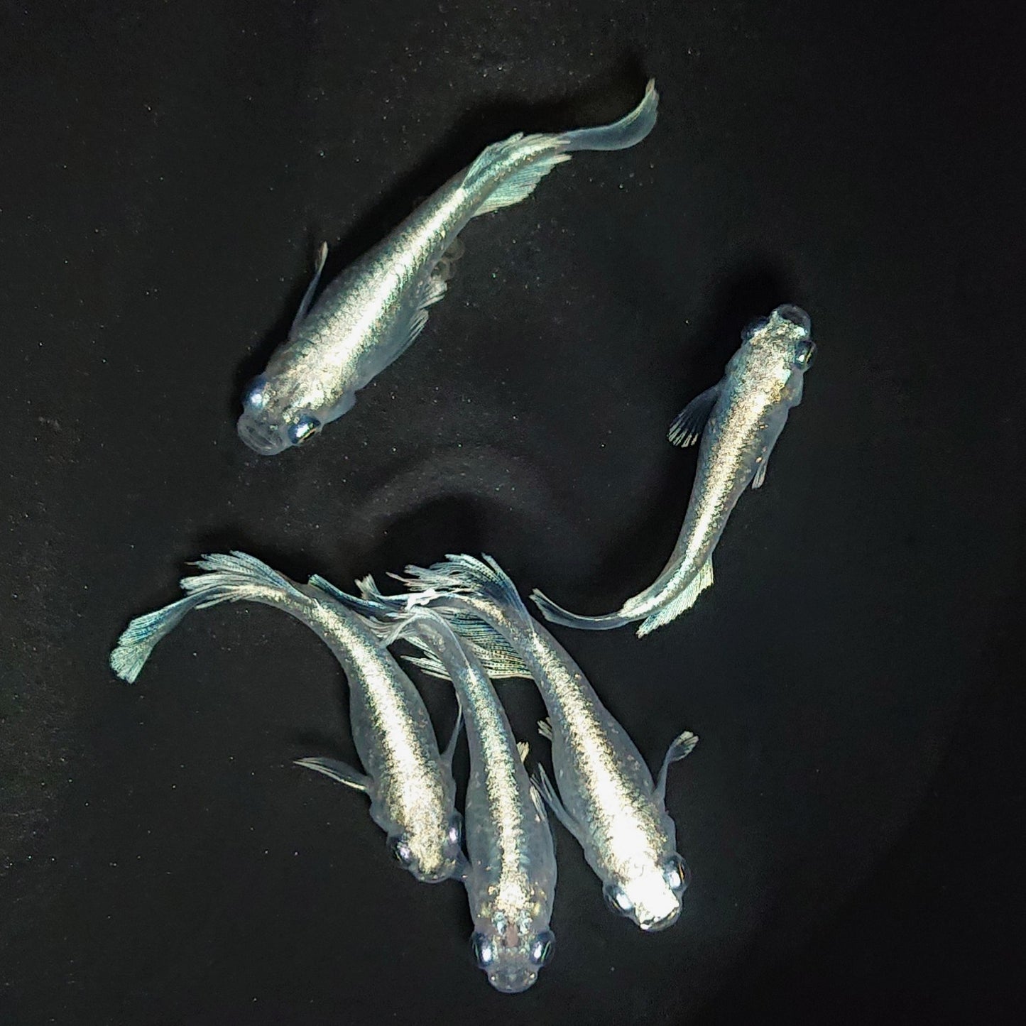 【現物】レーヴ　5匹　オス3メス2 　3521