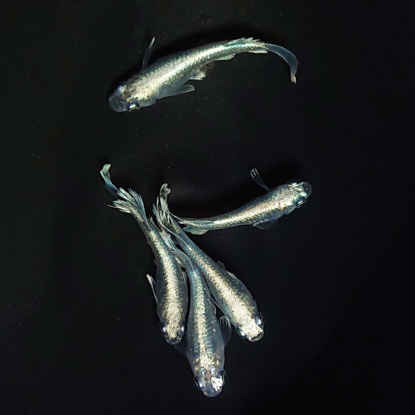 【現物】レーヴ　5匹　オス3メス2 　3521