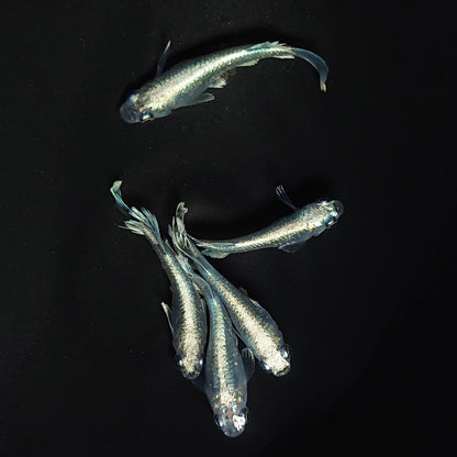 【現物】レーヴ　5匹　オス3メス2 　3521