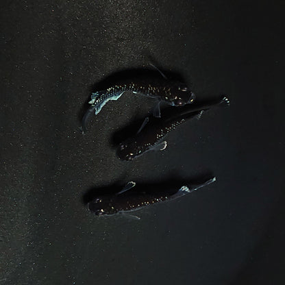 【現物】ミッドナイトフリル 漆黒type　3匹　オス1メス2　3517