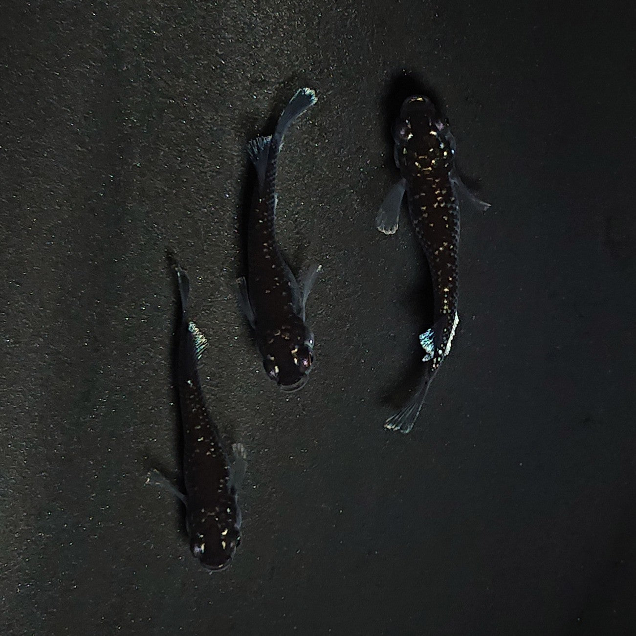 【現物】ミッドナイトフリル 漆黒type　3匹　オス1メス2　3517