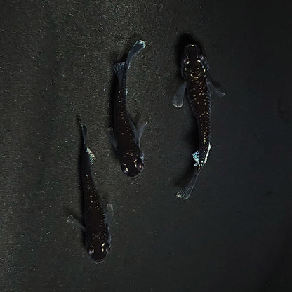 【現物】ミッドナイトフリル 漆黒type　3匹　オス1メス2　3517