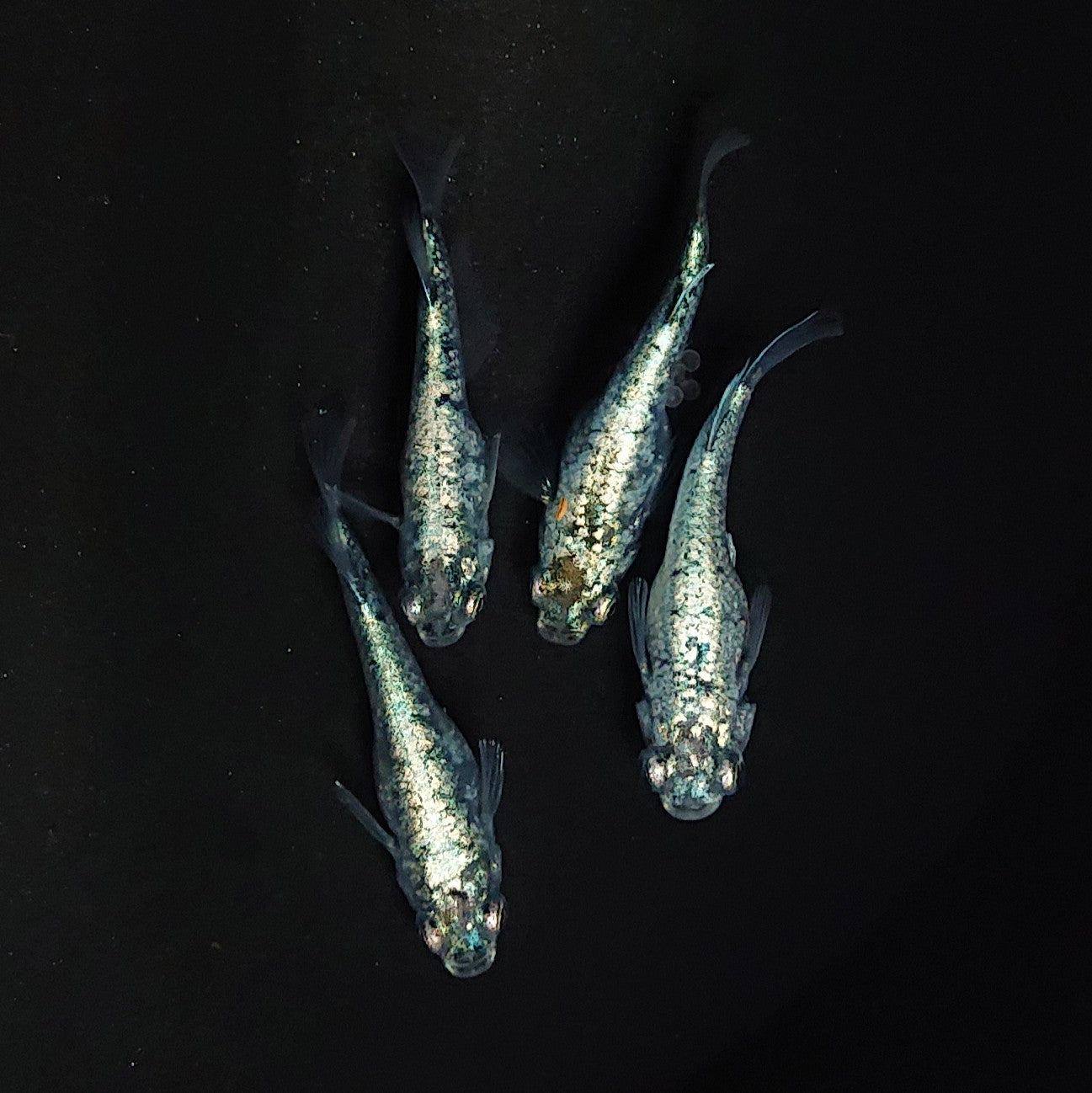 【現物】レックウザ　2ペア 　3516