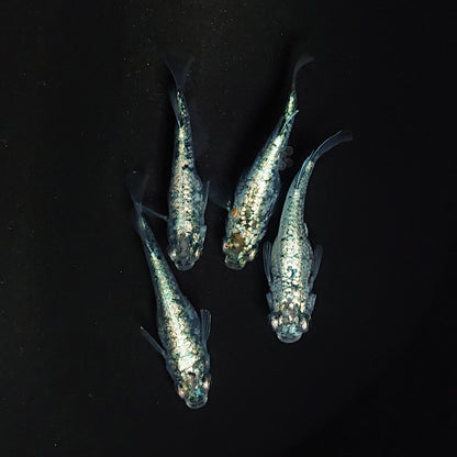 【現物】レックウザ　2ペア 　3516