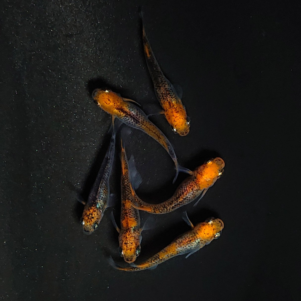 【現物】来光 強ブラックリム　3ペア 　3535