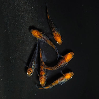 【現物】来光 強ブラックリム　3ペア 　3535