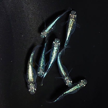 【現物】墨武　7匹　オス3メス4 　3534