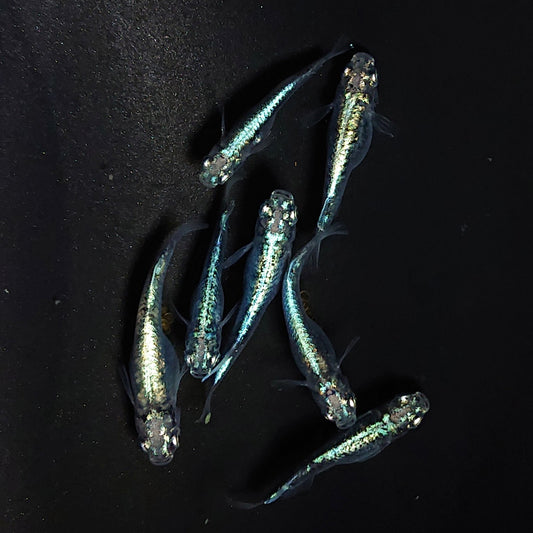 【いぶきの日】墨武　5匹＋保障1匹セット　3593