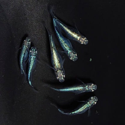 【現物】墨武　7匹　オス3メス4 　3534