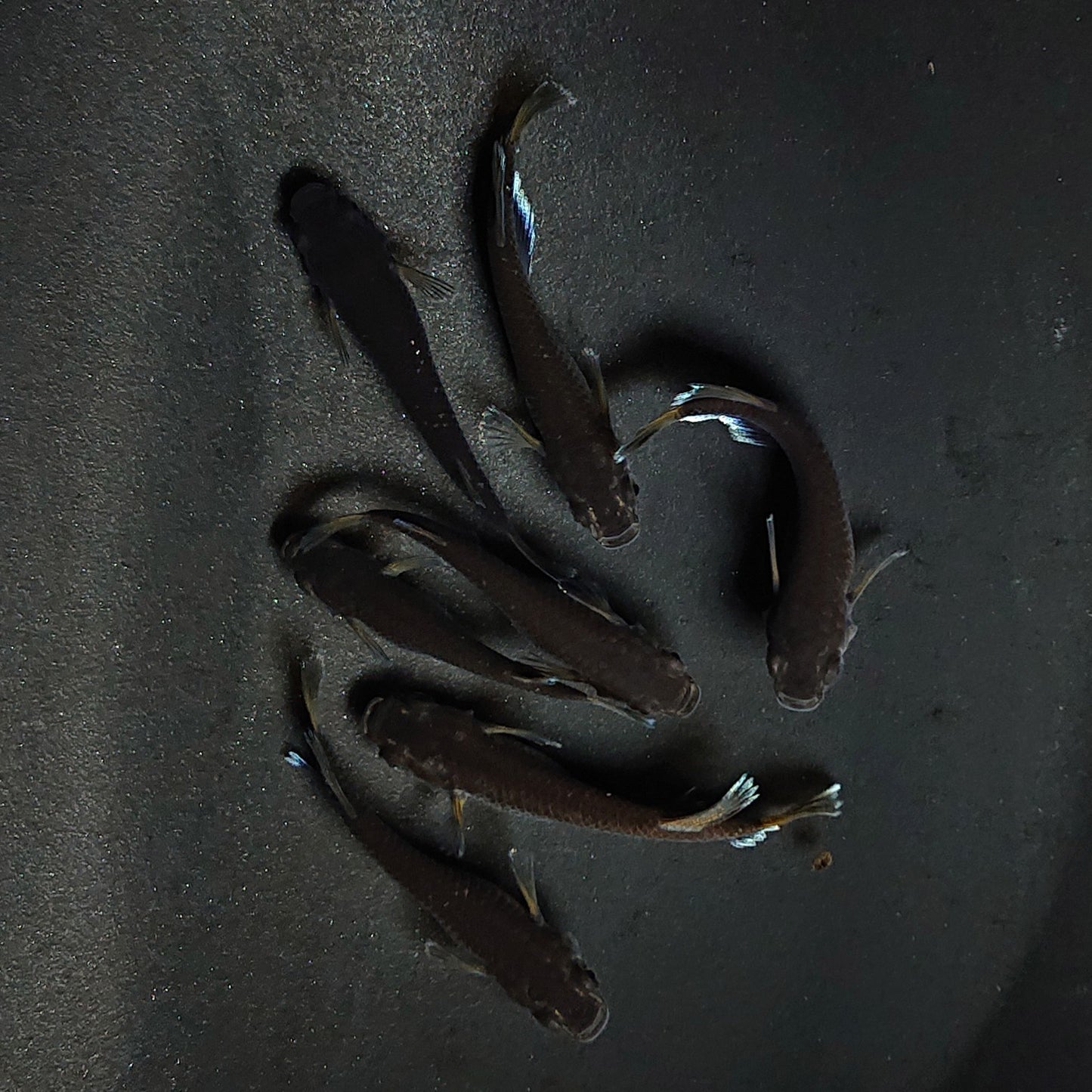 【現物】オランジェ　7匹　オス4メス3 　3541