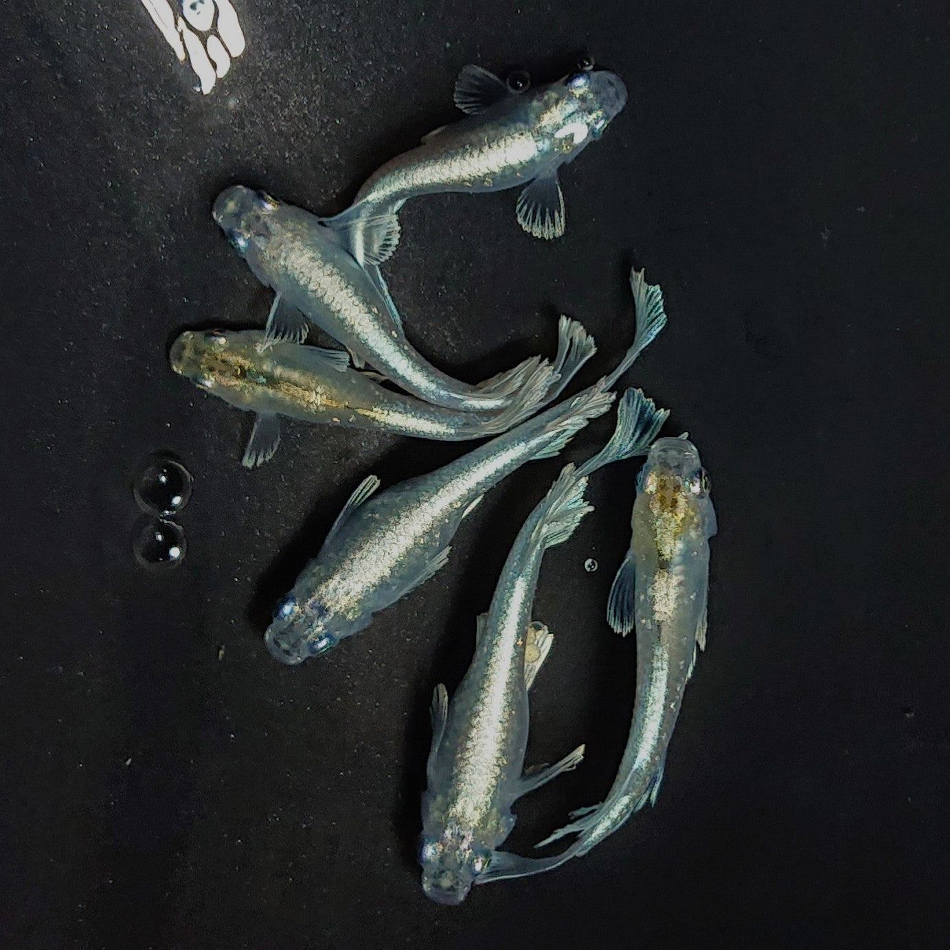 【現物】グランブルー　3ペア　黄色素保有個体 　3542