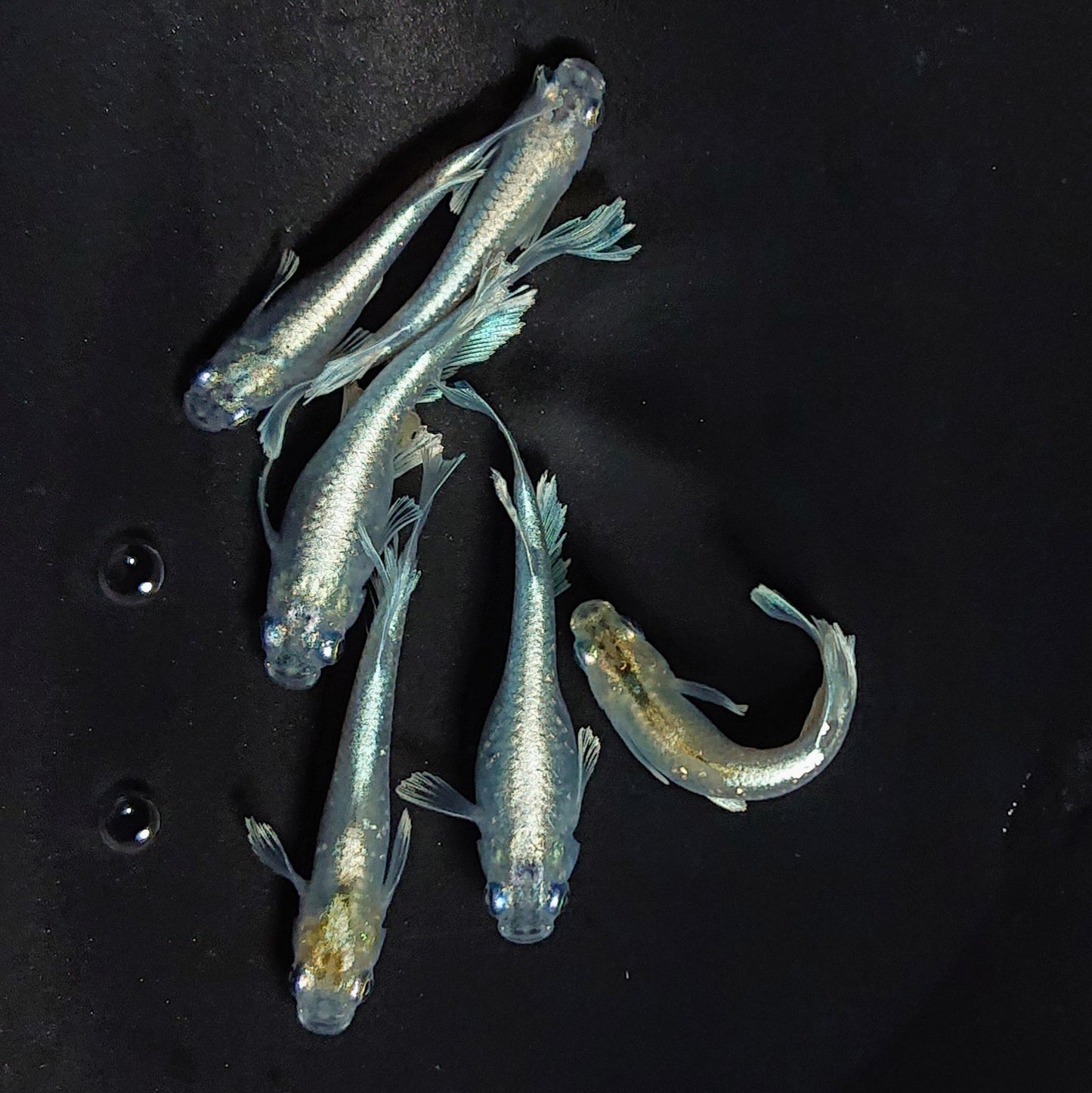 【現物】グランブルー　3ペア　黄色素保有個体 　3542