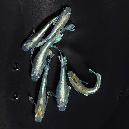 【現物】グランブルー　3ペア　黄色素保有個体 　3542