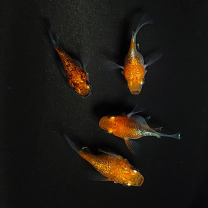 【現物】煌だるま　4匹　オス1メス3 　3539