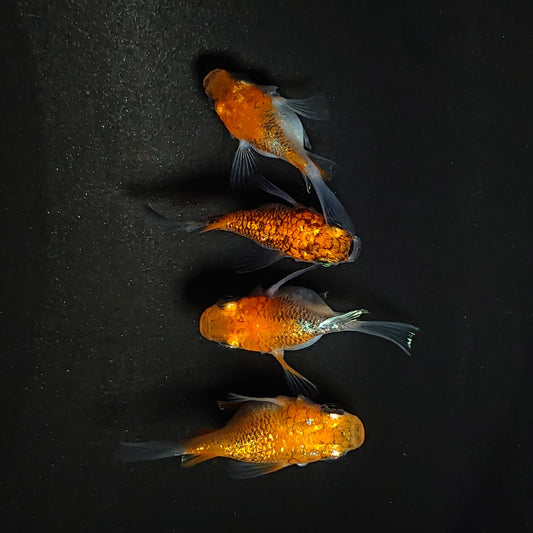 【現物】煌だるま　4匹　オス1メス3 　3539