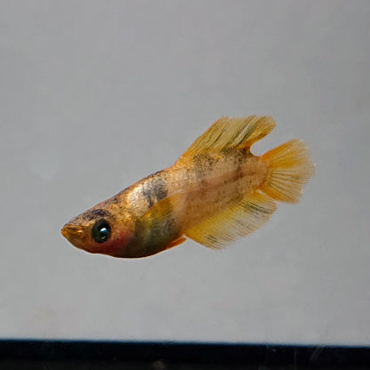 【現物】美虎北辻アースアイ　オスヒカリ体型　両眼アースアイ　3匹　オス1メス2 　3550