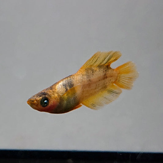 【現物】美虎北辻アースアイ　オスヒカリ体型　両眼アースアイ　3匹　オス1メス2 　3550