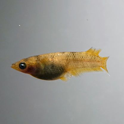 【現物】美虎北辻アースアイ　オスヒカリ体型　両眼アースアイ　3匹　オス1メス2 　3550