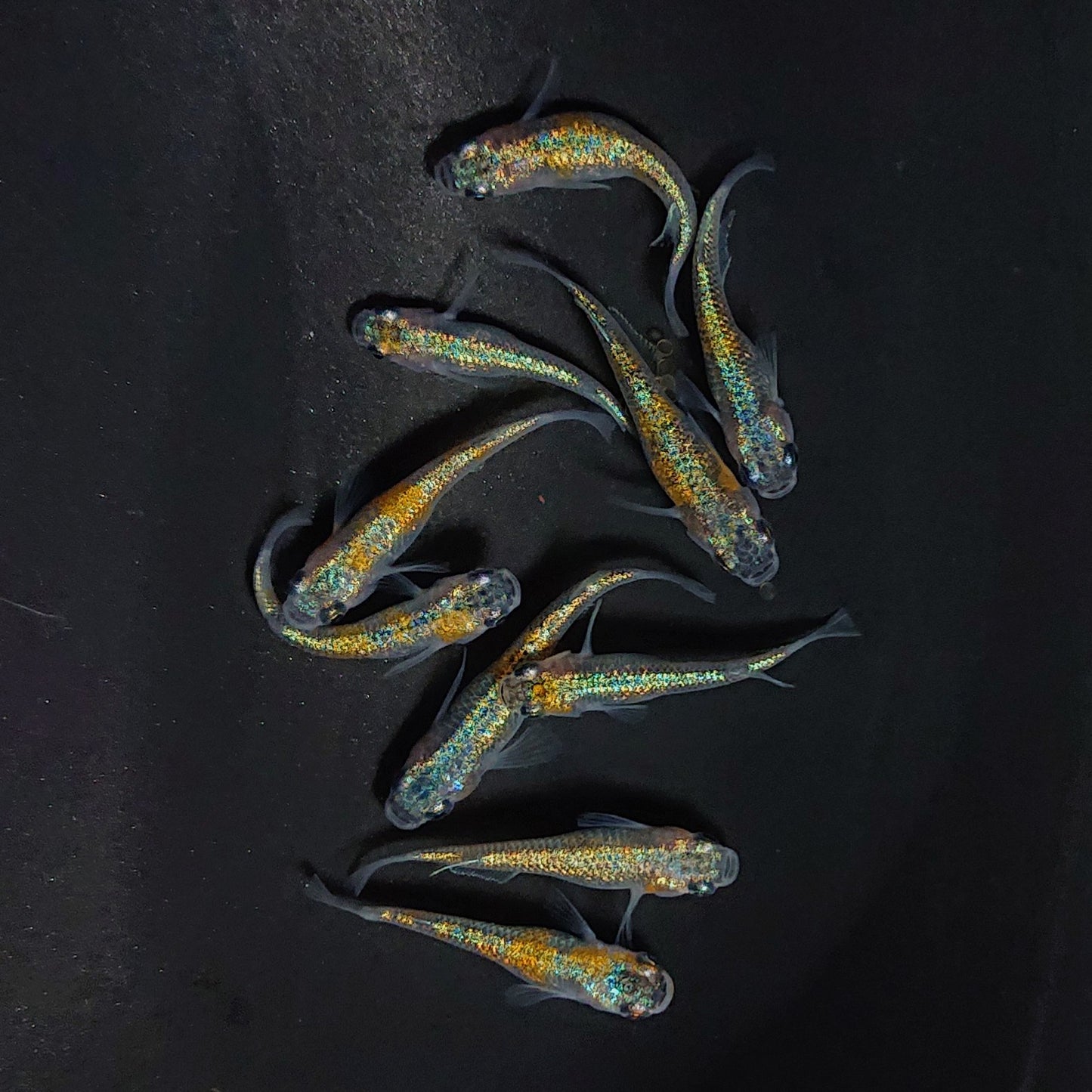 【現物】ユリシスパラディーゾ　10匹　オス4メス6 　3553