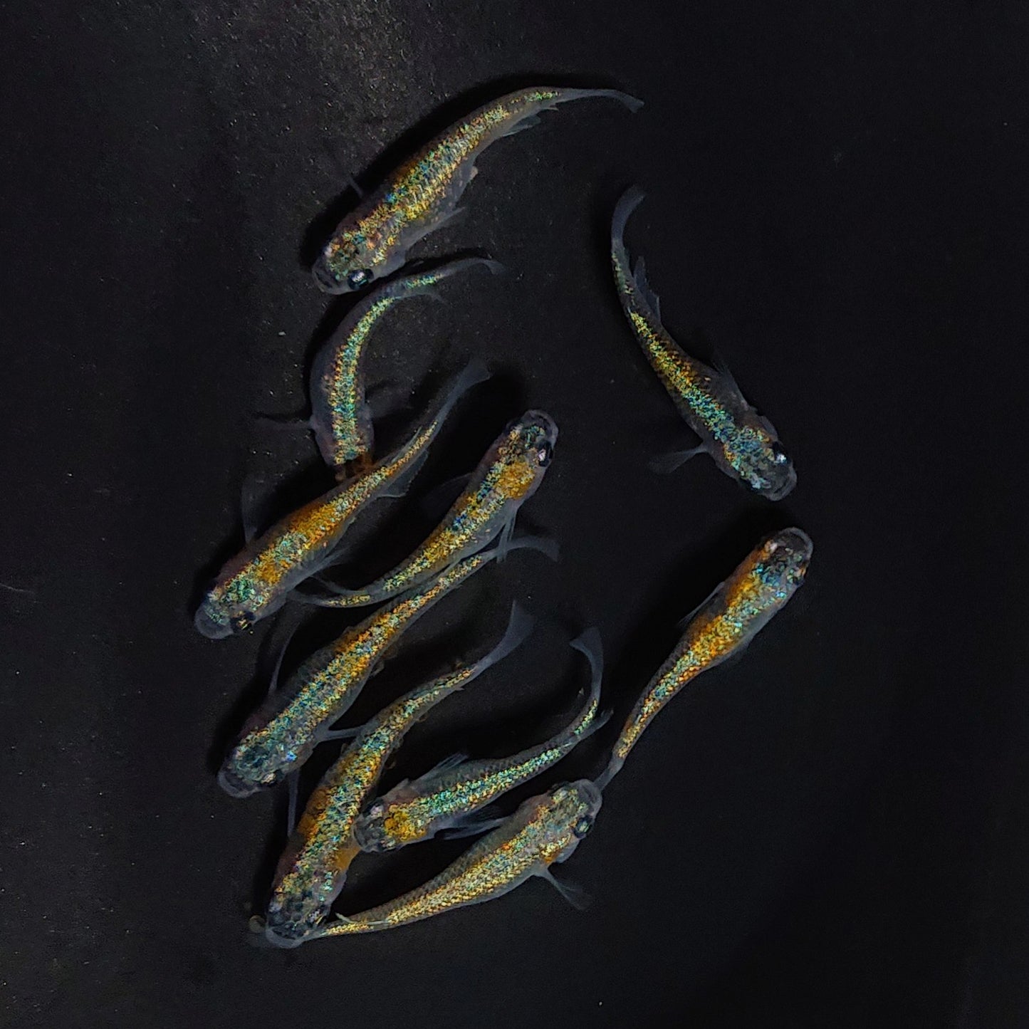 【現物】ユリシスパラディーゾ　10匹　オス4メス6 　3553