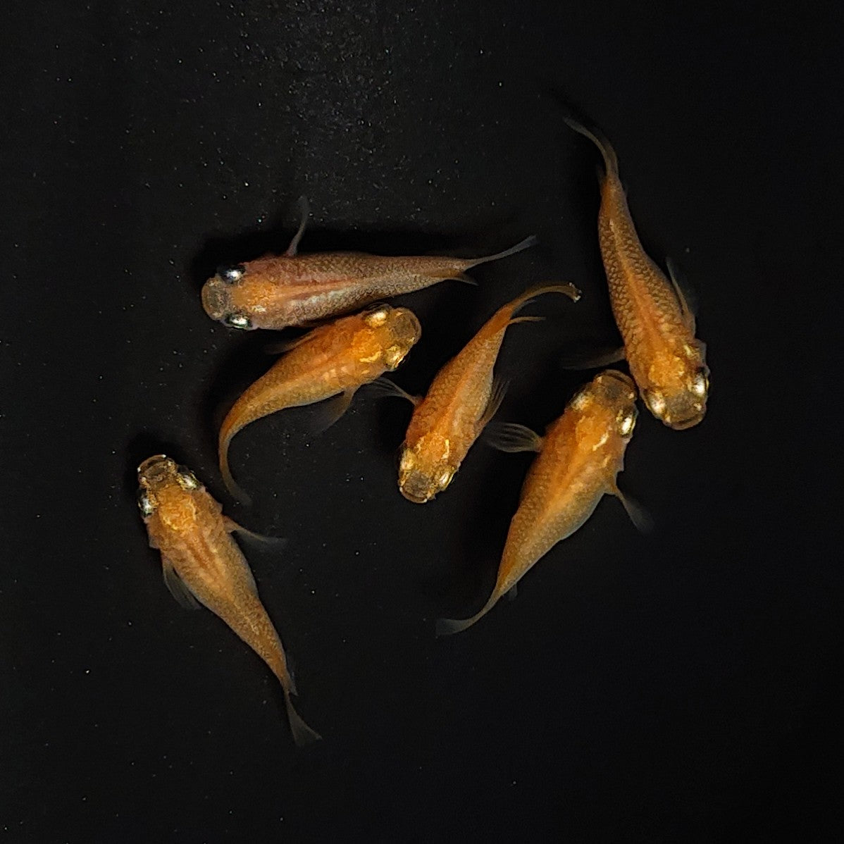 【現物】初恋　6匹　オス2メス4 　3558